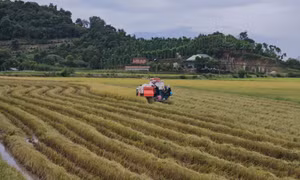 Trồng lúa ở Tây Nguyên vẫn còn cao