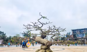 Ngắm dàn mai cổ thụ tại lễ hội mai vàng ở Bình Định