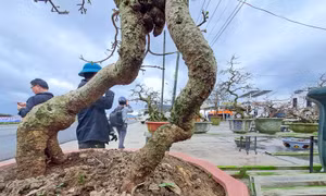 'Thủ phủ' mai vàng của miền Trung rộn ràng vào Tết