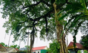 Bộ rễ cây đa cổ thụ tạo hình cổng làng độc đáo