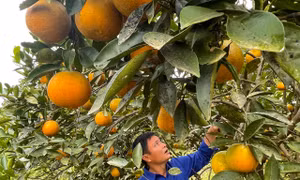 'Thủ phủ cam' chín vàng rực cả khu đồi, người dân 'ém hàng' chờ Tết