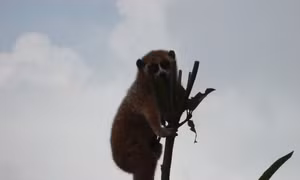 Nhiều loại động vật quý trong khu rừng được ví như 'viên ngọc xanh'