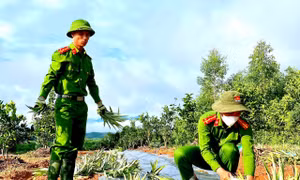 Sắc xanh tình nguyện đội nắng giúp người dân trồng dứa