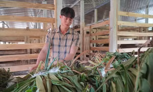 Về quê lập nghiệp, thủ lĩnh Đoàn xã mở trại nuôi hươu sao, thu 3 tỷ mỗi năm