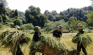 Bộ đội xuống đồng giúp dân gặt lúa 'chạy' bão