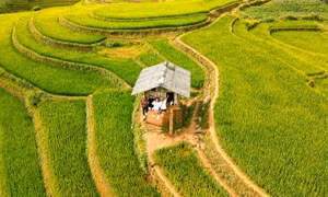 Ngắm nhìn mùa vàng Mù Cang Chải qua những bức hình check-in của giới trẻ