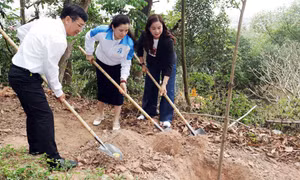 Hải Phòng phát động trồng hơn 5.000 cây xanh hưởng ứng Tết trồng cây