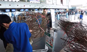 Vắng khách, hàng không kiêm buôn đào, mai Tết