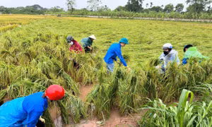 Hà Nội ra quân 579 đội hình thanh niên tình nguyện khắc phục hậu quả bão số 3