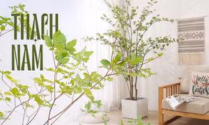 "Hot trend" mạng xã hội: Cắm cành thạch nam xanh mướt, đặt ở không gian nào nhìn cũng đẹp