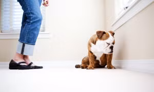 Chỉ vì buông lời “xúc phạm” làm “tổn thương” chú chó, thanh niên này bị cấm nuôi thú cưng