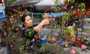 Đào, quất xuống phố mang không khí Tết đến sớm với người dân Thủ đô