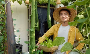 Chàng trai biến sân thượng ở TPHCM thành 'vườn chữa lành' sum sê