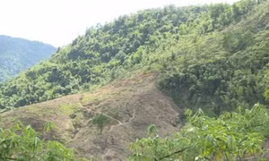 Thanh tra chỉ loạt vi phạm tại các dự án trồng rừng ở Hòa Bình