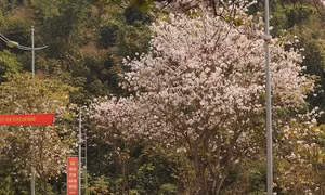 Xuân này ghé Điện Biên: Sắc ban trắng vẽ nên một “nàng thơ” Tây Bắc mộng mơ
