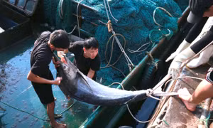 Ngư dân Nghệ An trúng đậm mẻ cá thu, cá kìm trị giá 700 triệu đồng