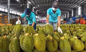 Xuất khẩu sầu riêng tăng tốc trong mấy tháng trở lại đây giúp ngành rau quả lấy lại đà tăng trưởng.