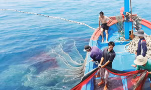 Sau thị sát, EC khuyến cáo gì để gỡ 'thẻ vàng' thủy sản Việt Nam?