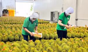Sầu riêng Việt Nam 'soán ngôi' số 1 tại Trung Quốc 