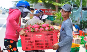 Hé lộ thị trường giúp 300 nghìn tấn thanh long gỡ thế bí ùn tắc nông sản