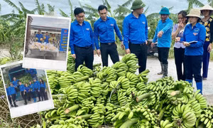 Đoàn thanh niên hỗ trợ nông dân "giải cứu" nông sản bị thiệt hai sau cơn bão số 3
