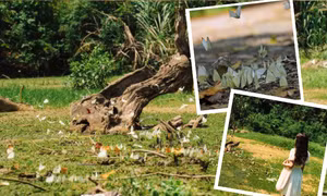 Tọa độ “chữa lành” đẹp như tiên cảnh: Vườn Quốc gia Cúc Phương mùa bướm trắng