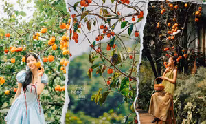 Mùa hồng Đà Lạt "gõ cửa": Lên đồ check-in ngay những khung hình mộng mơ