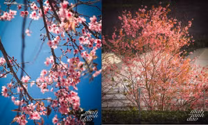 Mai anh đào nở rộ khắp Đà Lạt báo hiệu Xuân về, Gen Z háo hức chụp ảnh siêu xinh