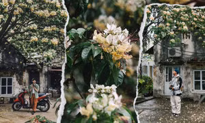 Hà Nội vào mùa hoa bún đẹp mê ly, đi đâu để có ảnh xinh?