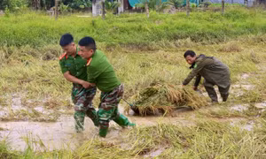 Hình ảnh Công an Hà Tĩnh lội ruộng gặt lúa giúp người dân sau lũ