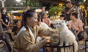 Nhóm bạn trẻ 'cứu hộ' chó mèo ở Đà Nẵng