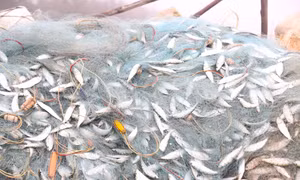 Người dân đón lộc biển ngày đầu năm 
