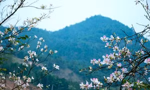 Nở rộ tour du lịch Điện Biên 