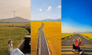 Điểm đến cuối tuần: Cánh đồng lúa An Nhứt đẹp quên lối về