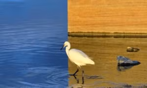 Giải mã loạt hình ảnh gây hoang mang: Không hề chỉnh sửa như mọi người nghĩ!