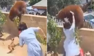 Video thu hút 50 triệu lượt xem: Cô gái 17 tuổi tay không đánh gấu để bảo vệ cún cưng