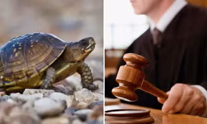 Trung Quốc: Con rùa từ trên cao rơi vào đầu em bé, người chủ phải đền hơn 4 tỷ