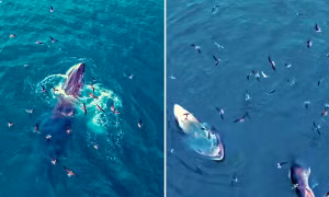 Cá voi xuất hiện ở vùng biển Gia Lai và Đắk Lắk có thể là dấu hiệu gì?