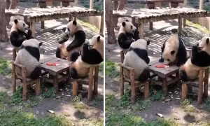 Video hội "bà tám" gấu trúc ngồi quanh bàn buôn chuyện y như con người