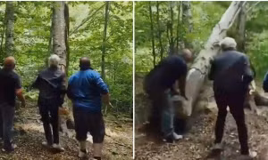 Người chặt cây trong rừng bị “quả báo” tức thì, dân mạng nói: “Đừng đùa với thiên nhiên”