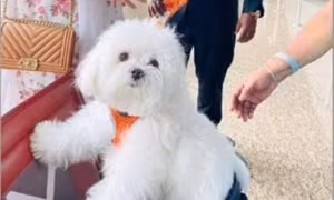 Ấn Độ: Một người thuê nguyên khoang hạng thương gia để cún cưng đi máy bay được yên tĩnh