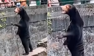 Chú gấu trong sở thú ở Trung Quốc bị dân mạng nghi là do người đóng giả 