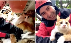 Một nạn nhân mắc kẹt sau động đất ở Thổ Nhĩ Kỳ khăng khăng đề nghị cứu mèo của mình trước