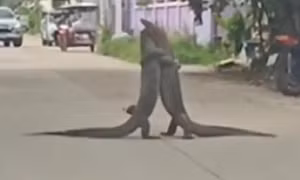Hai con kỳ đà đánh nhau giữa đường ở Thái Lan khiến giao thông tắc nghẽn suốt 30 phút