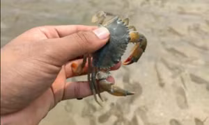 Tức giận vì cua cắp con gái, bố nuốt chửng con cua sống để “trả thù”, hậu quả thế nào?