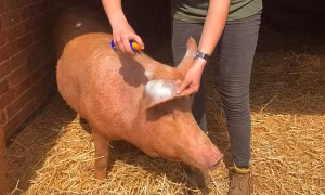 Châu Âu nóng kỷ lục đến mức những chú heo ở Anh cũng được bôi kem chống nắng