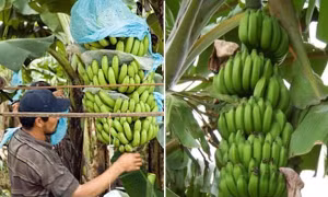 Đỡ buồng chuối nặng nên bị ngã, một người ở Úc đi kiện, được bồi thường số tiền khổng lồ