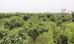 Năm nay, vải thiều tỉnh Bắc Ninh có tỷ lệ ra hoa thấp.