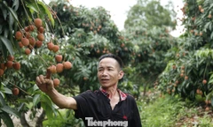 Cây vải thiều giúp nhiều người dân xã Phúc Hòa thoát nghèo bền vững, làm giàu.