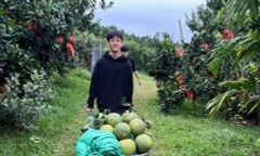 Anh Nguyễn Văn Hữu thoát nghèo bền vững, làm giàu từ cây bưởi. Ảnh: Nguyễn Thắng